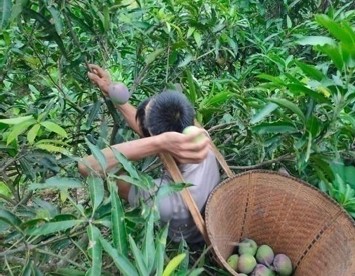 Orchard (Mango) in Laljuri Block