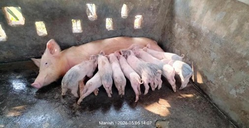 Animal Health Camp